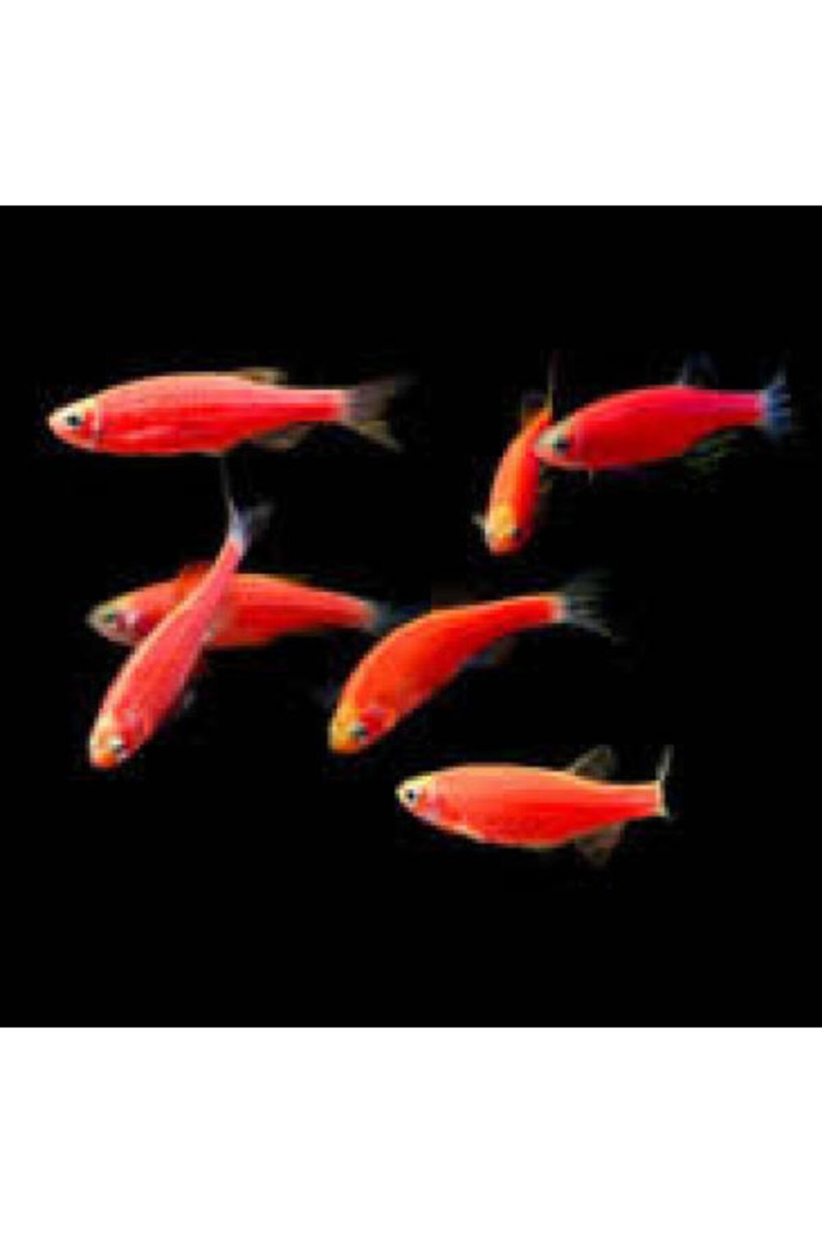 bio aquatic pembe zebra danio 1 adet damizlik fiyati yorumlari trendyol