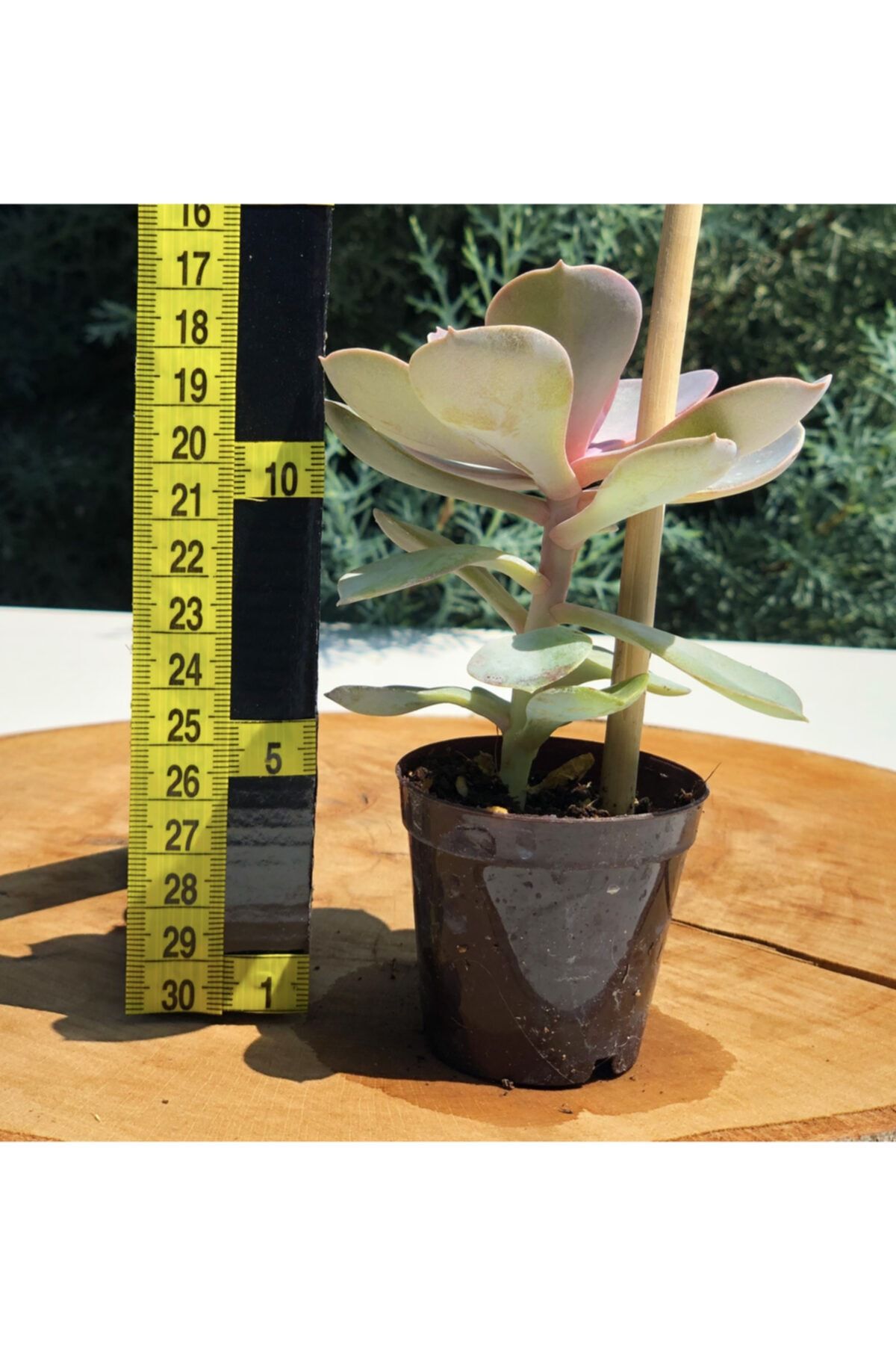Arts Gardens Echeveria Perle Von Nurnberg 5.5 Cm Saksıda