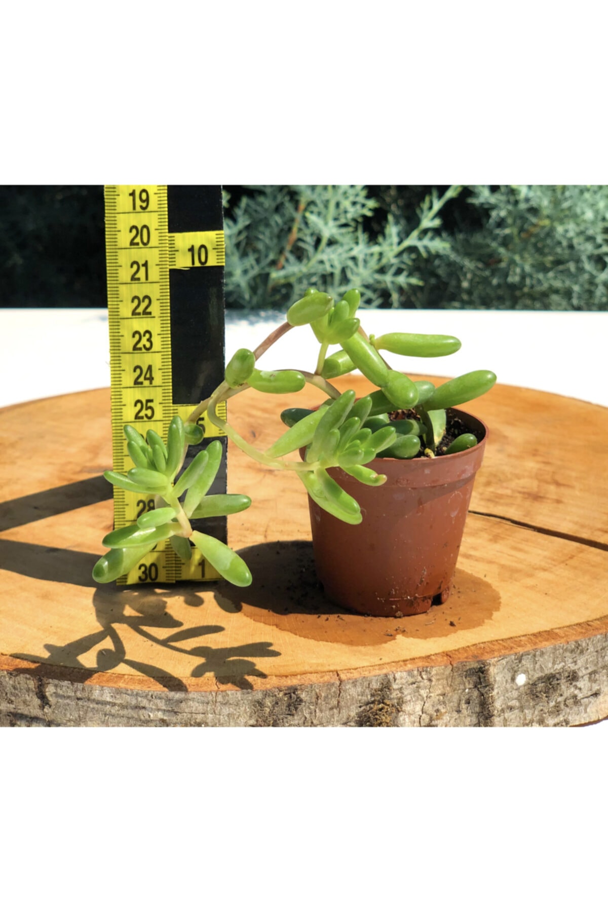 Arts Gardens Sedum Rubrotinctum 5.5 Cm Saksıda