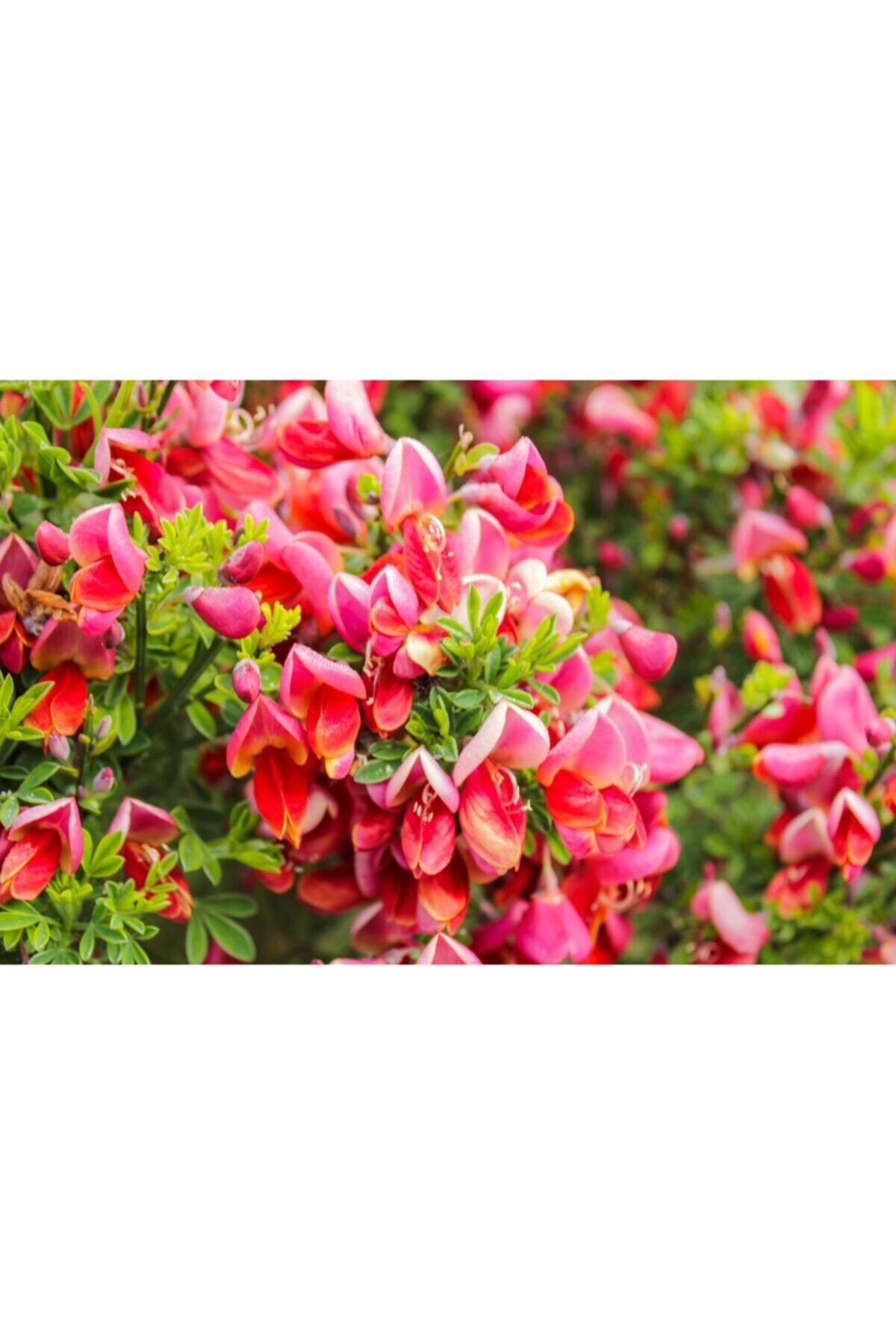 fidanistanbul Cytisus Praecox Red Lion, Ithal, Saksıda