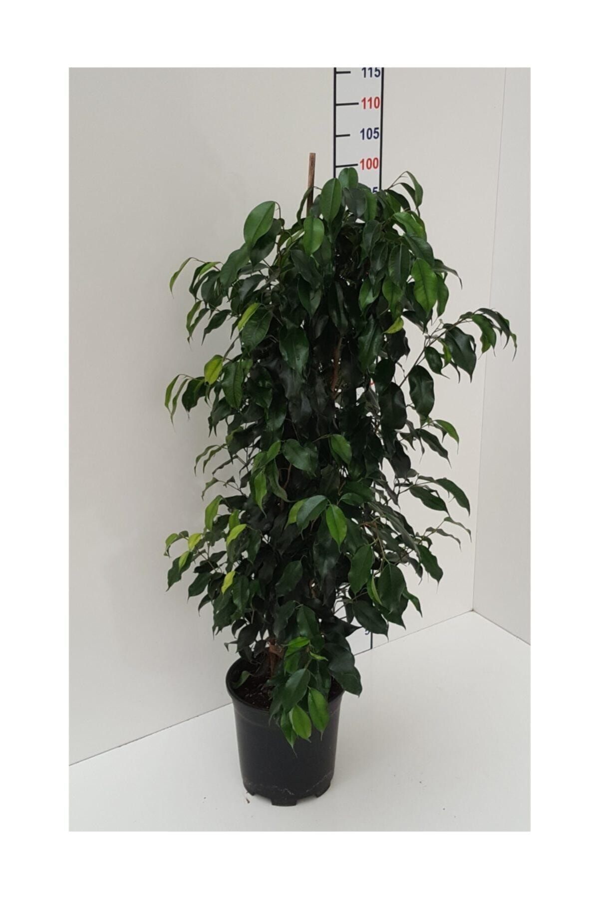 AnkaraSera Ficus Benjamin 100 -110 Cm
