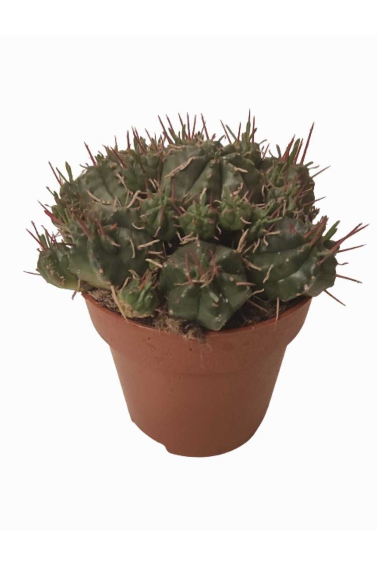 DİLEK DÜKKANI 8,5cm Lik Saksıda Mammilaria Kaktüs Model No:1101