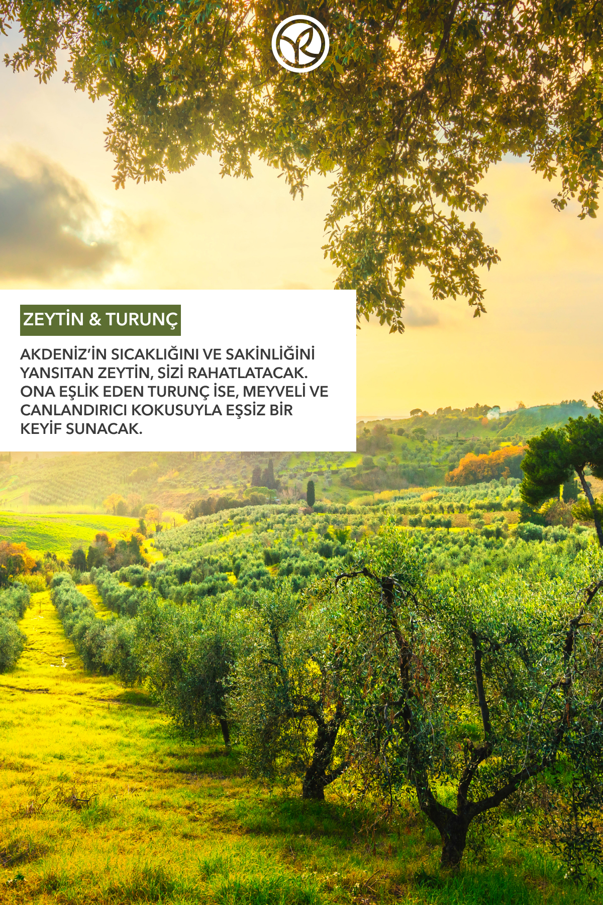 ژل دوش - پرتقال زیتونی مرطوب کننده - SLS، بدون SLES، وگان - 400 میلی لیتر