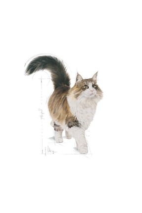 Sterilised Jelly Kısırlaştırılmış Yetişkin Kedi Yaş Maması 85 Gr x 12 Image 2