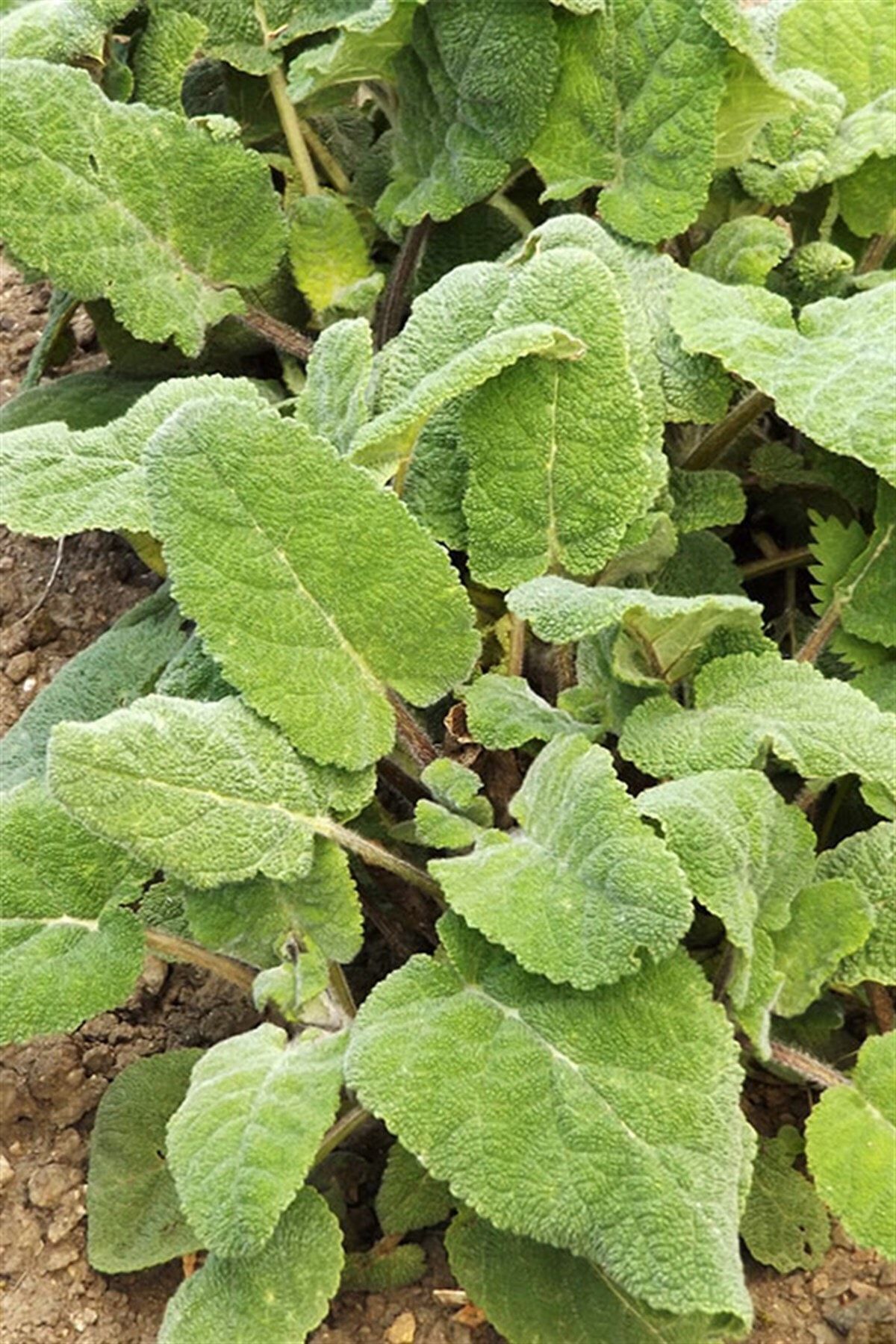 Karaca Tıbbi Bitkiler Misk Adaçayı (salvia Sclarea)