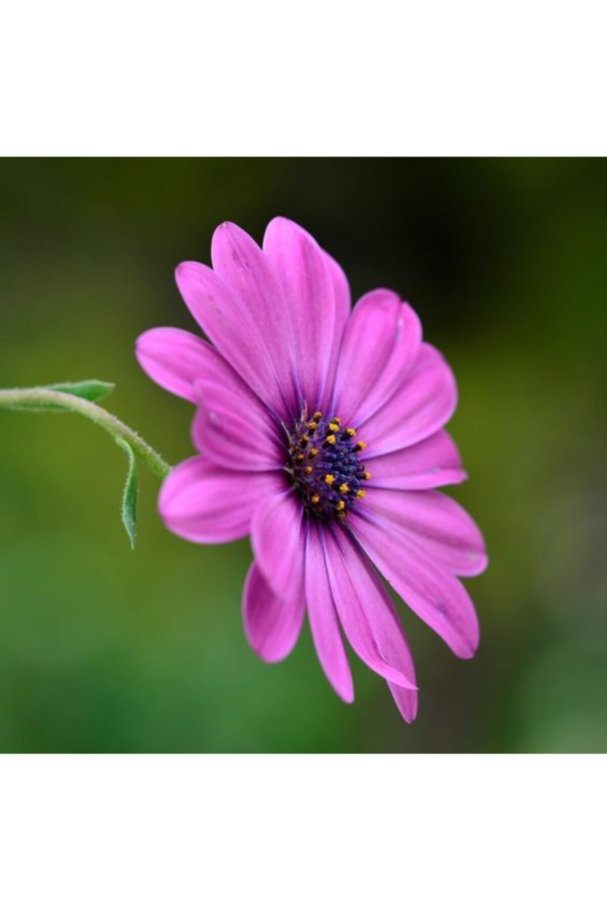 serada decor plant Bodrum Papatyası (AFRİKA PAPATYASI) - Osteospermum Ecklonis Eflatun Renkli