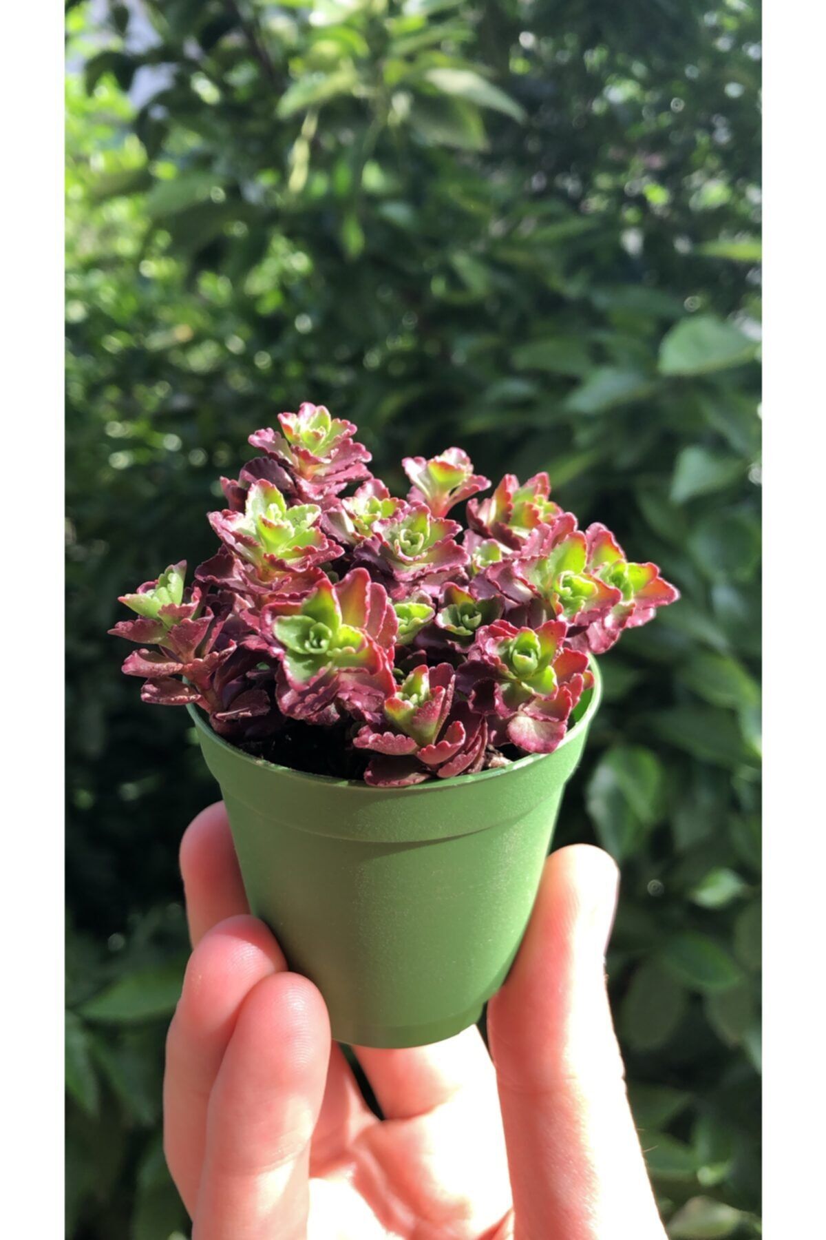 FİDAN PAZARI Kırımızı Sedum Red Carpet