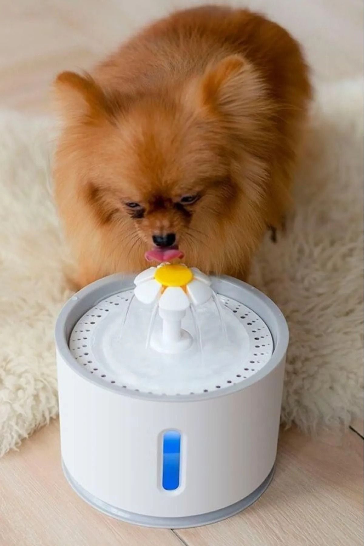 Automatic dog sale water