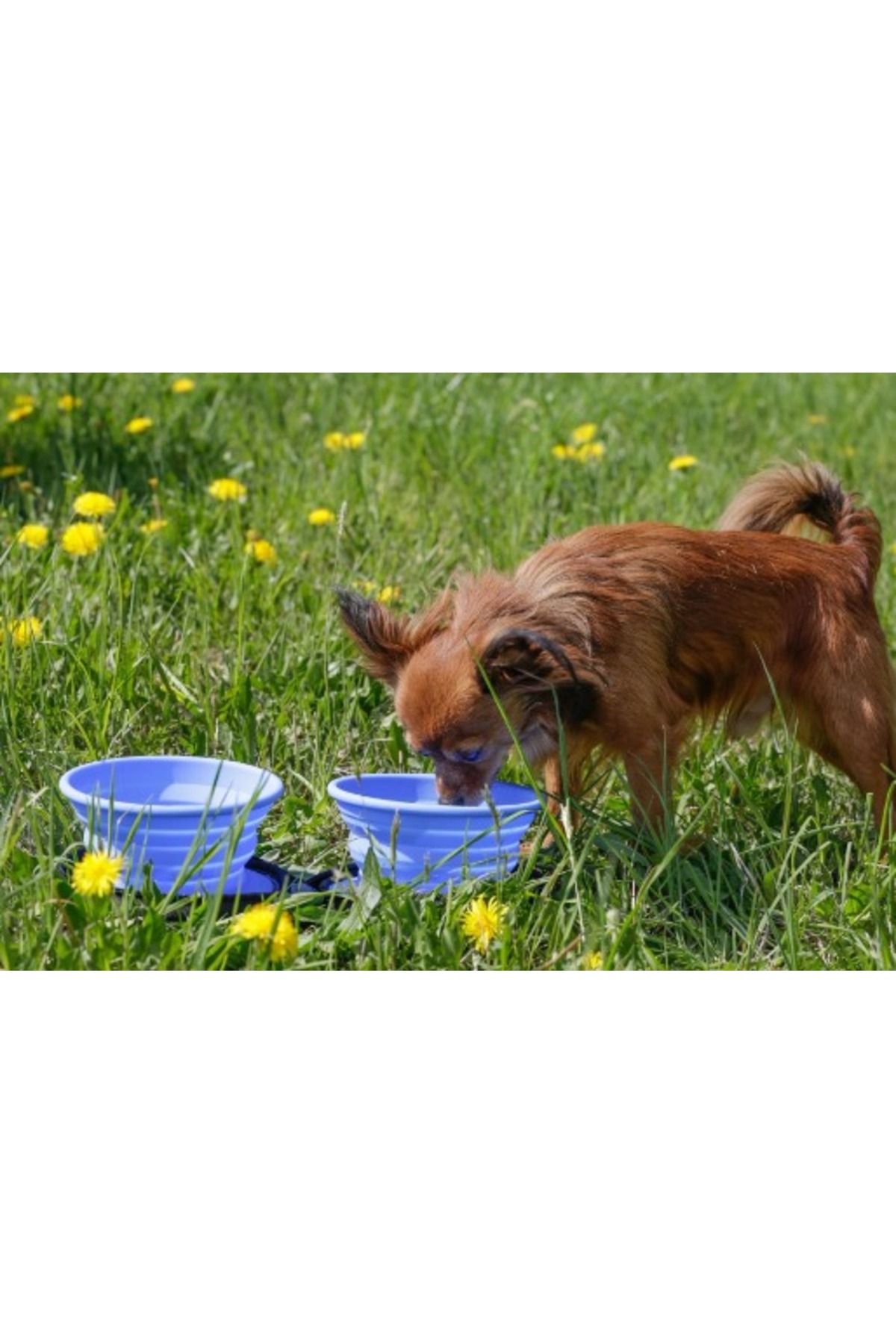 Kiwi walker clearance travel bowl