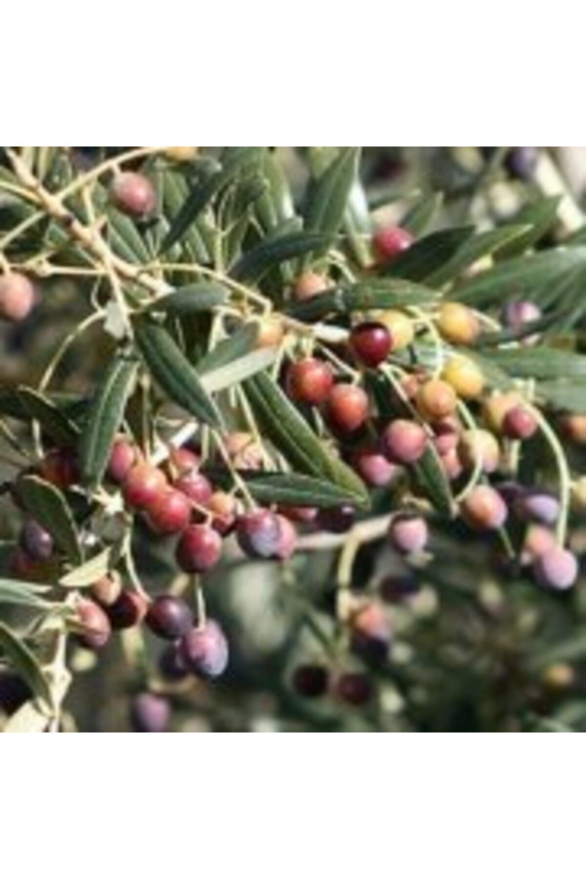 ÖZGÜVEN TARIM 10'lu Ispanyol Arbequina Bodur Zeytin Fidanı