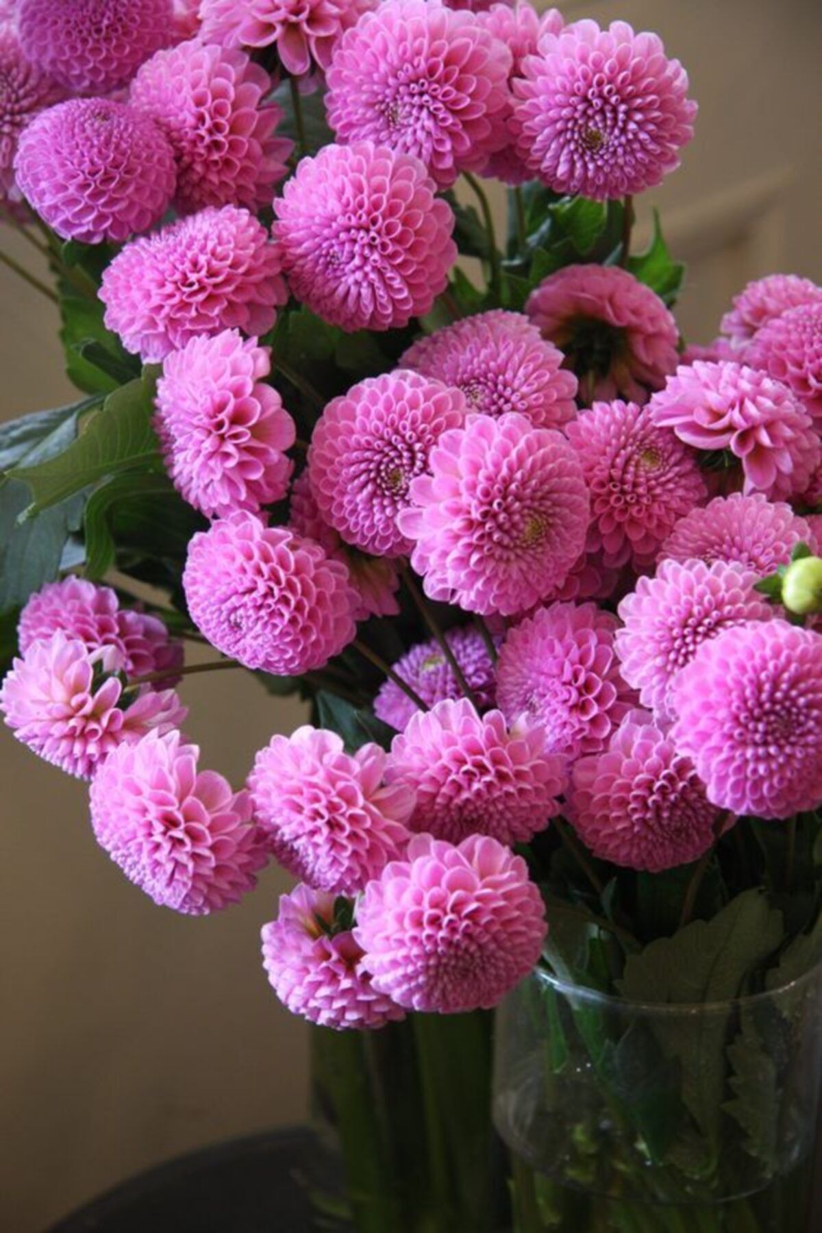 GARDENYA TOHUMCULUK Pembe Ponpon Yıldız  Çiçek Soğanı 1 Adet