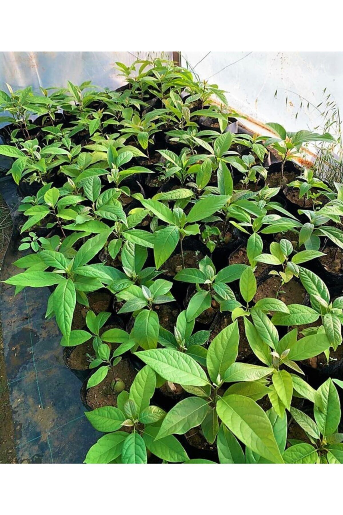 Terramia Avokado Fidanı