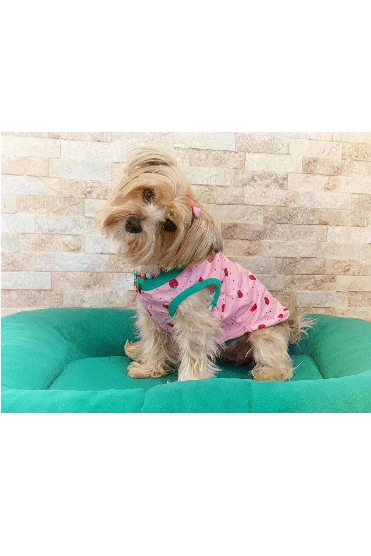 buddy store kedi kopek elbiseleri cilek desenli sevimli gezdirme giysileri pembe fiyati yorumlari trendyol
