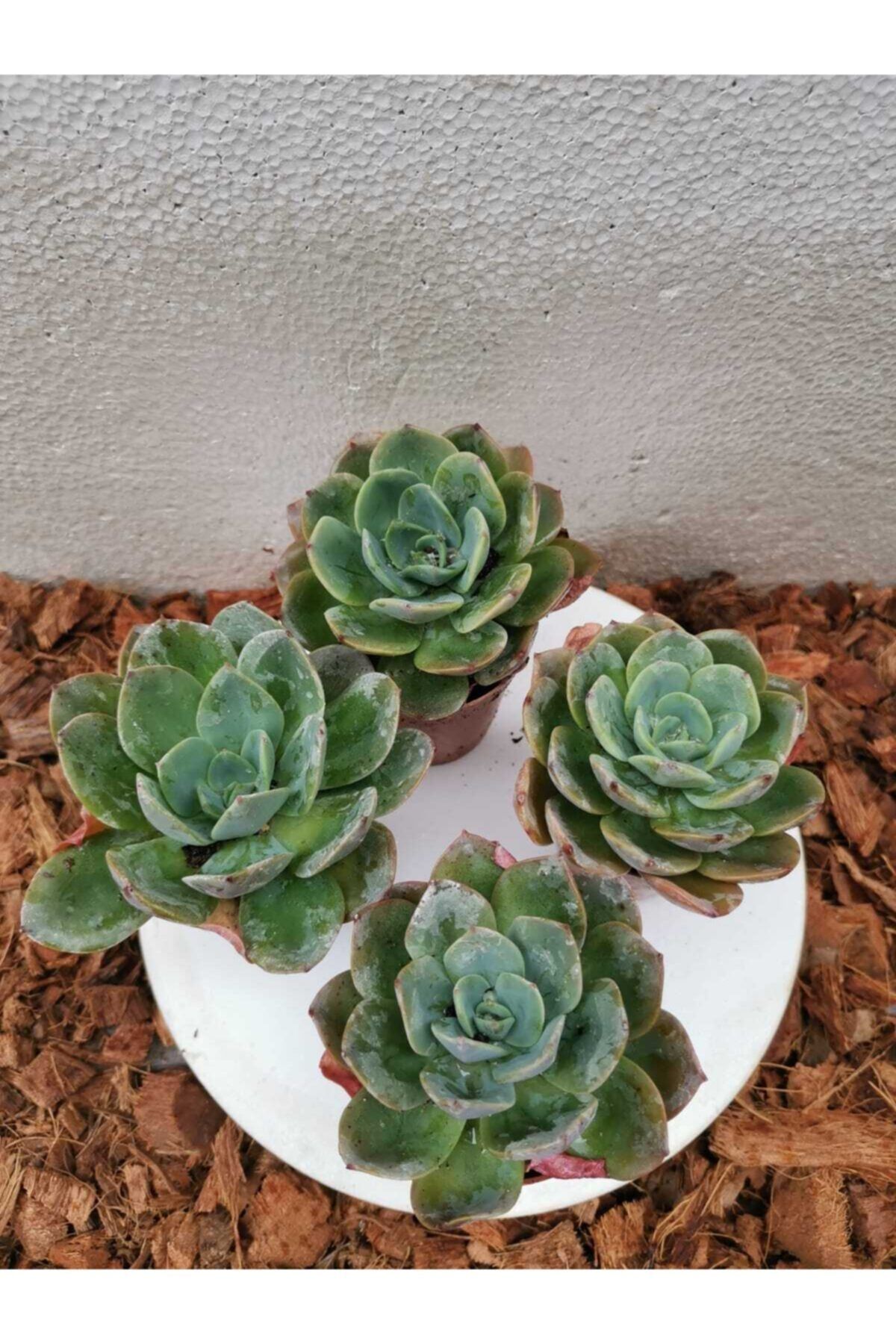 Durutasarım 1 Adet Sedum Echeveria Sukulent Resimdeki Kalite Yollanacak 1 Adettir 5.5 Cm Lık Saksıda