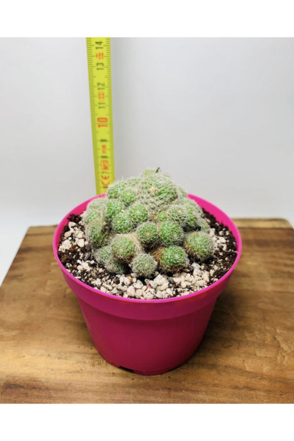 foliumbotanik Rebutia Heliosa Kaktüs