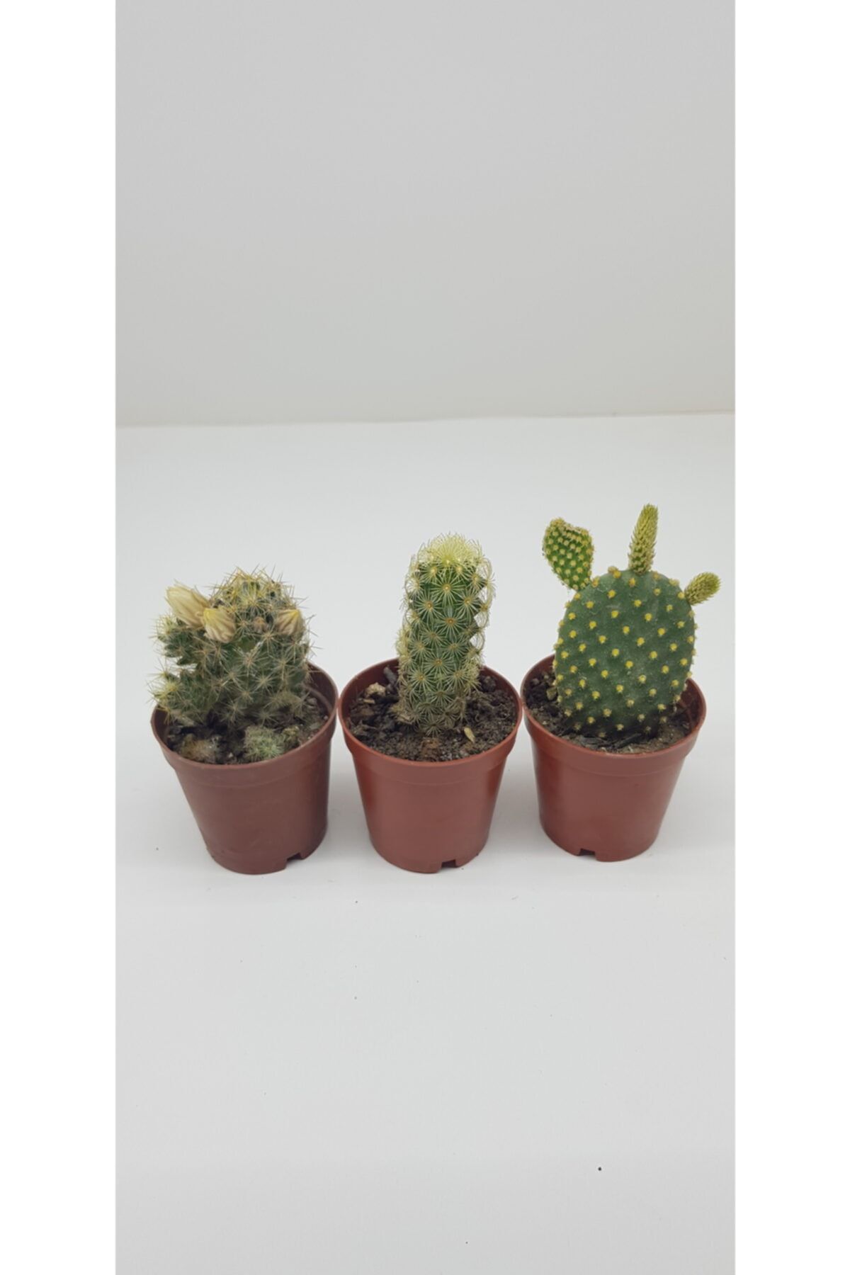 burmet Kaktüs Serisi 3'lü  - 5.5 Cm Saksıda