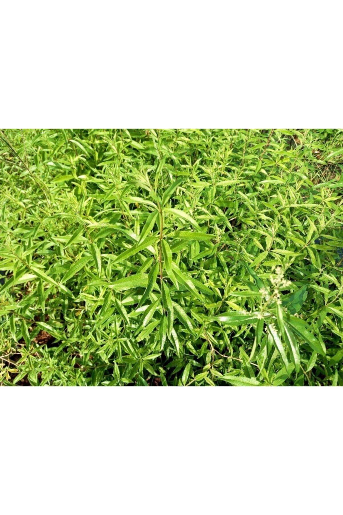 Tunç Botanik Limon Melisa Bitkisi 5 Adet - Melissa Officinalis