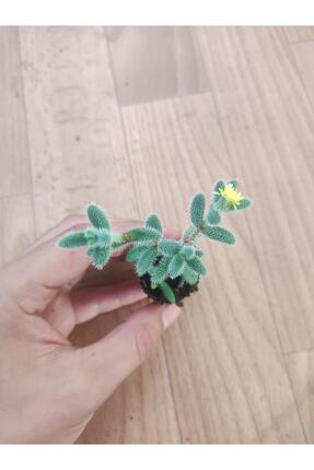 Delosperma Echinatum ( Turşu Sukulent ) Fidesi Image 0