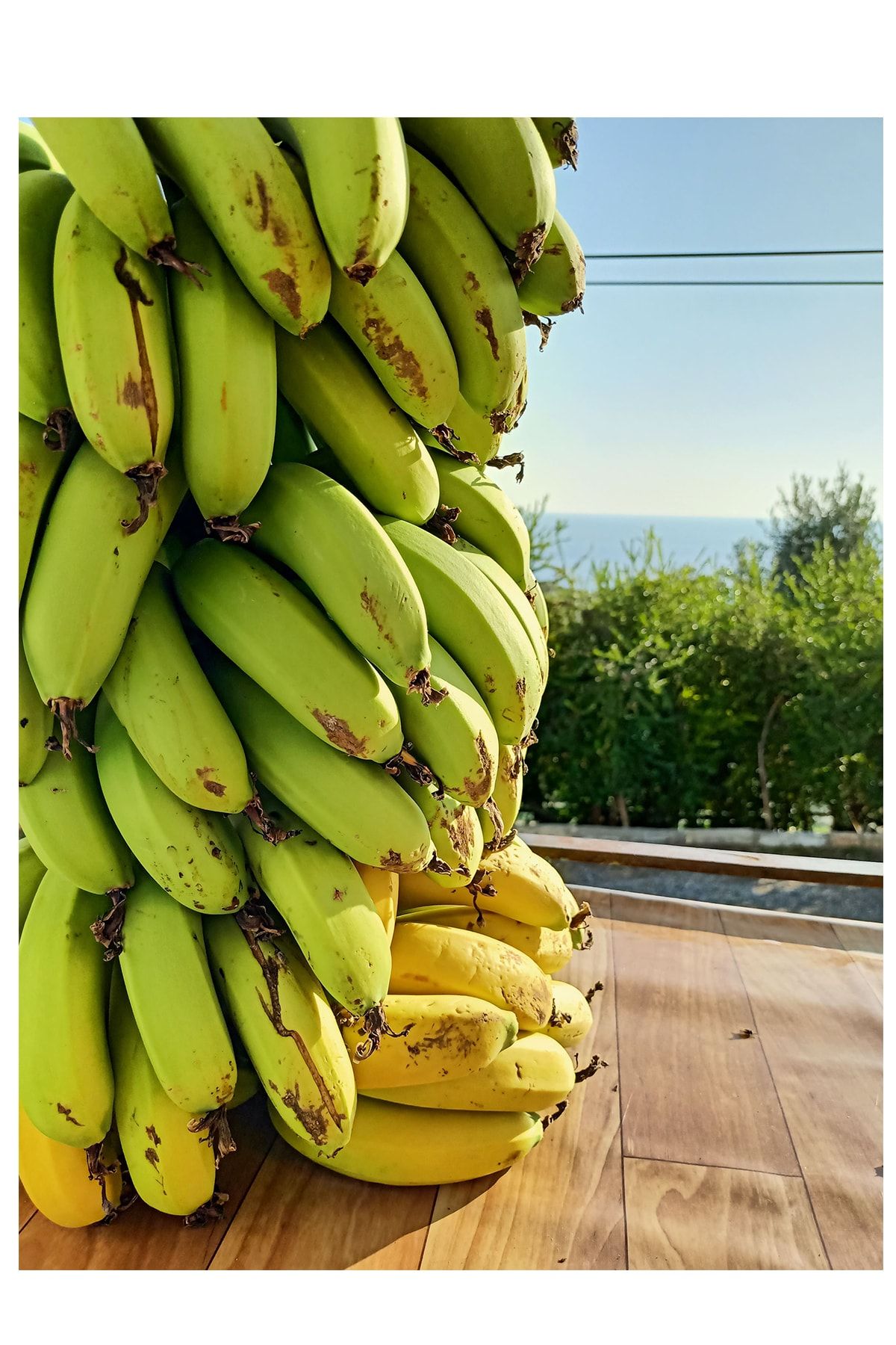 becos anamur muzu yesil 5 kg aydincik mersin fiyati yorumlari trendyol