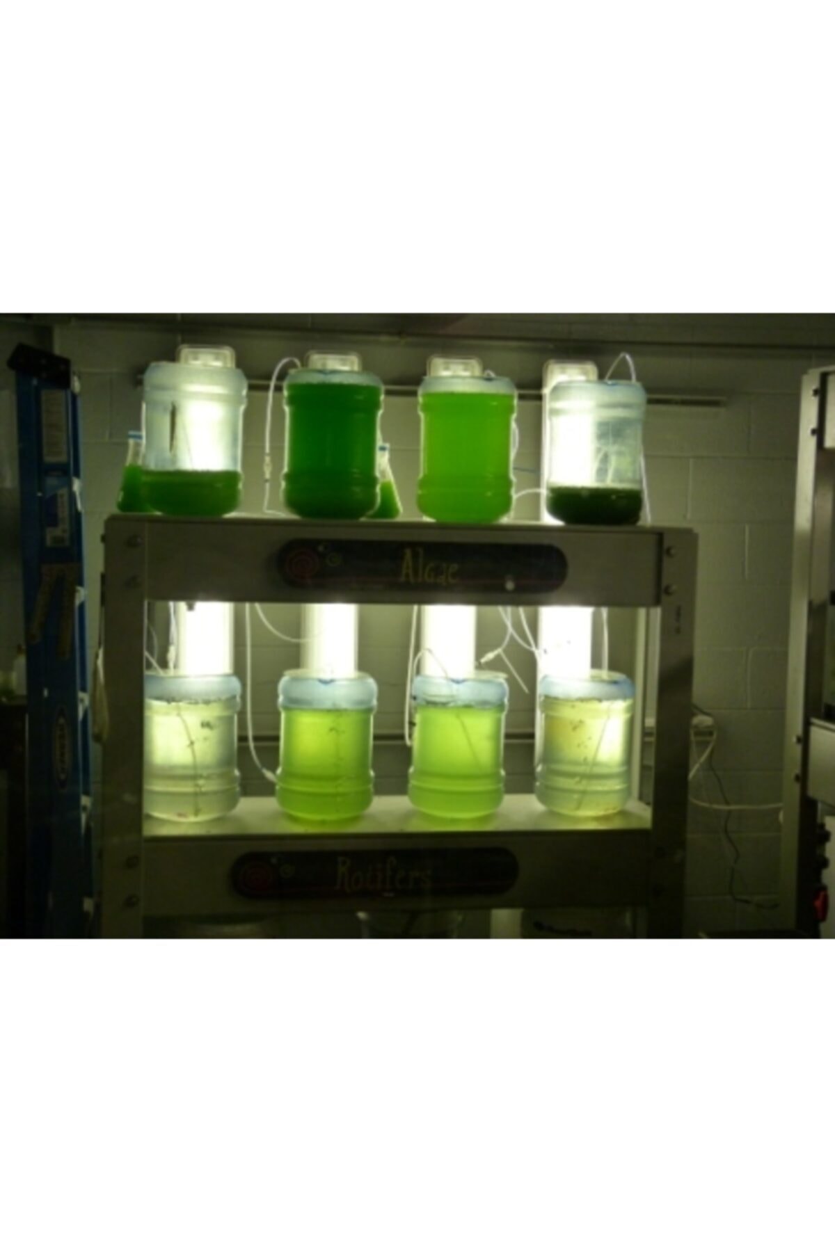 BIO AQUATIC Yeşil Su (fitoplankton) 500 Ml Su Piresi,midye Vb. Için Yem Kültürü