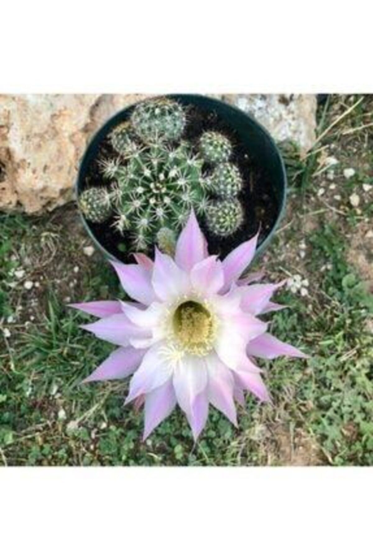İthal Çiçekçilik Echinopsis Fidesi - Çiçek Açan Kaktüs - Kaynana Topuzu Kaktüsü Fidesi