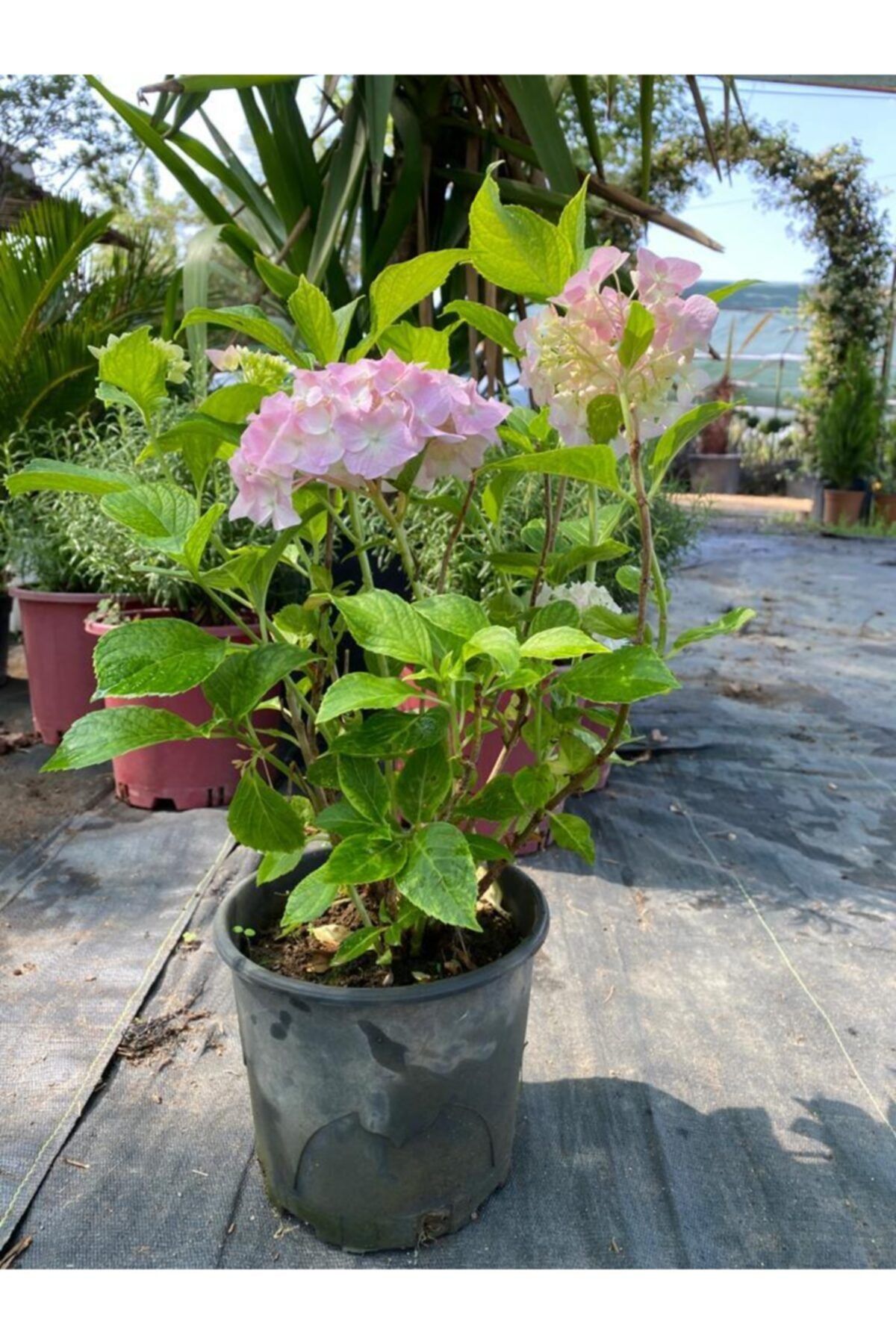 bozdagfidan Ortanca Çiçeği - Hydrangea Macrophylla Pembe Boy 30-35 Cm