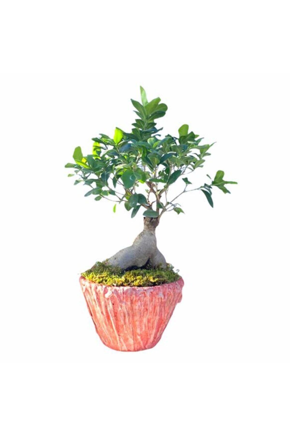 cicek yolla ginseng bonsai agaci fiyati yorumlari trendyol