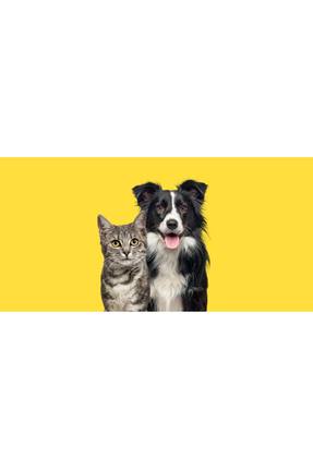 Bebeklere Kedi Ve Köpeklere Uygun Şeffaf Kapaklı Silikon Parmak Fırça Image 6