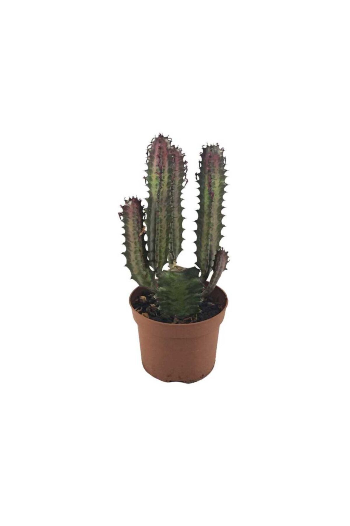 Palmiye Euphorbia 12 cm Saksıda
