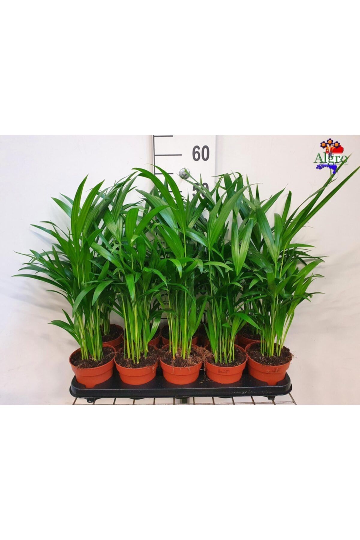 peyzaj burada online bahce market areka palmiyesi areca dypsis lutescens fiyati yorumlari trendyol