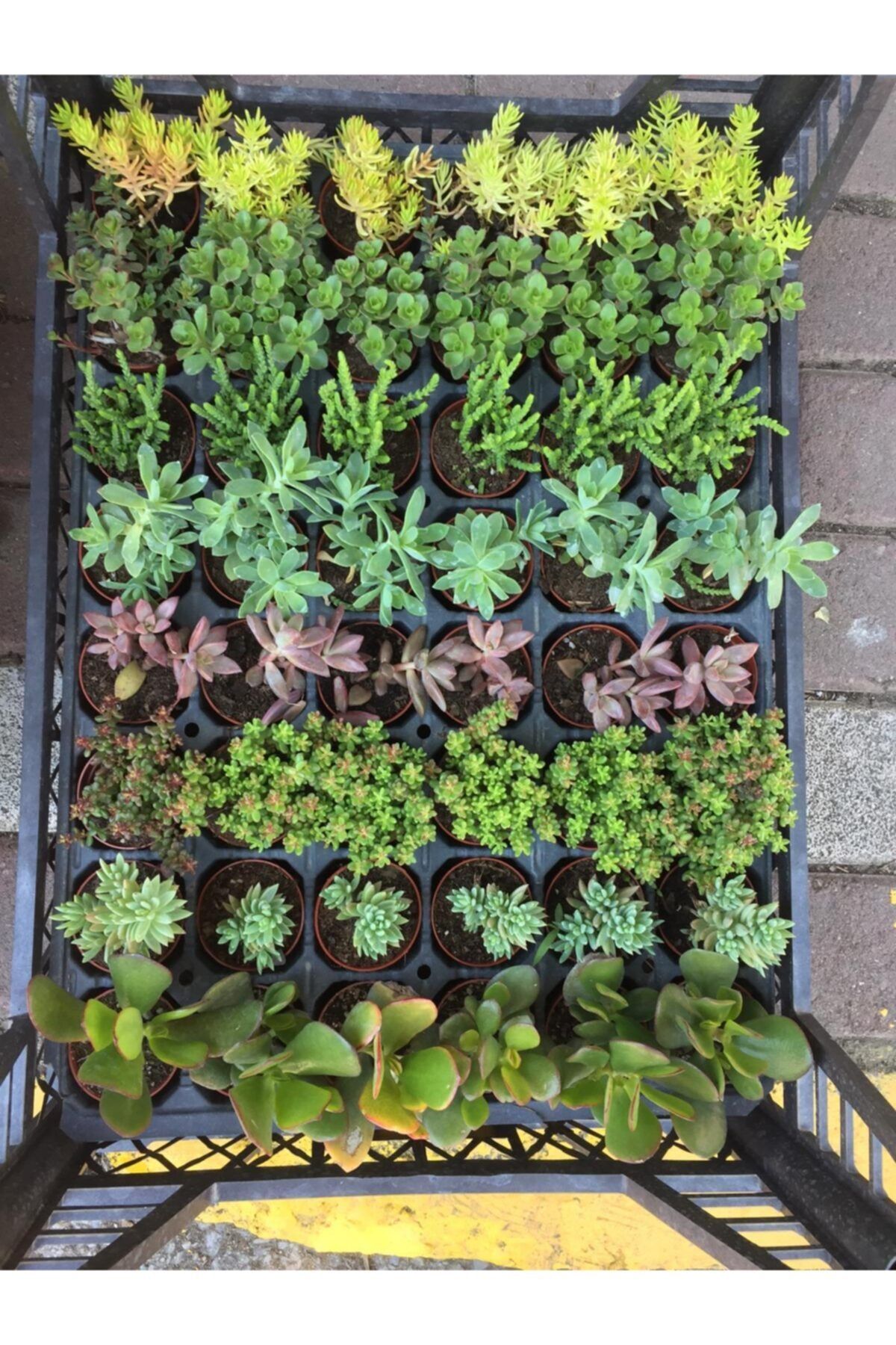 YILTARAY 20 Adet Farklı Sukulent,sukulent&sedyum, Duble Sukulent, Teraryum Bitkileri, Kaktüs&sukulent