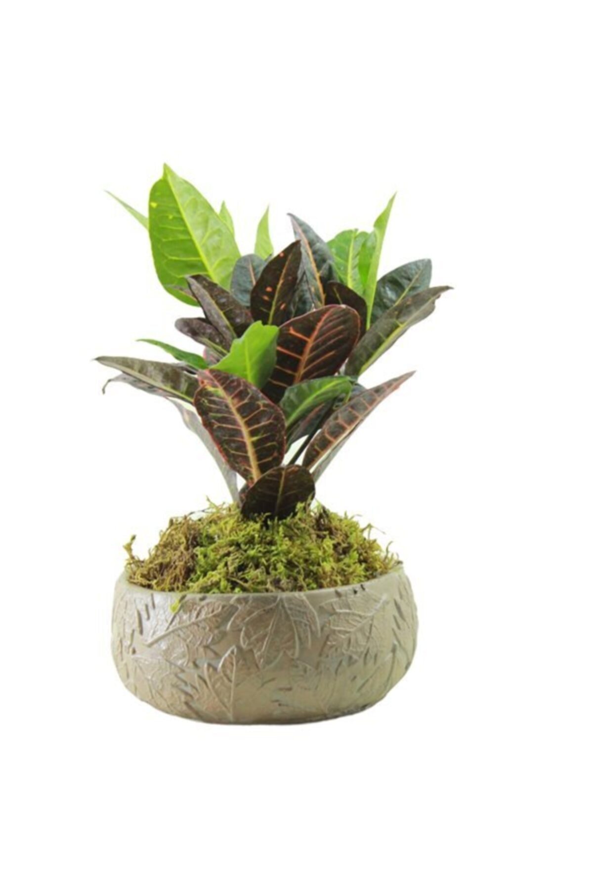 Çiçek Yolla Yaprak Desenli Craton Petra