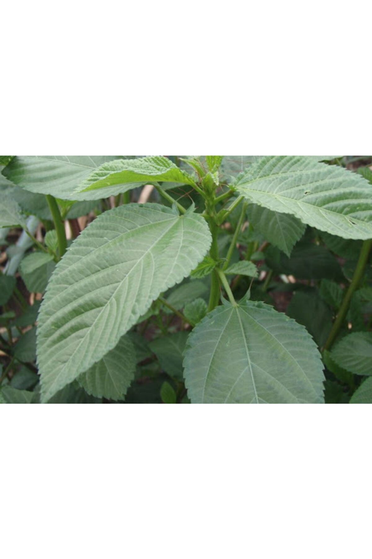 Agrobazaar Mühliye Bitkisi Molehiya Tohumu 1 kg