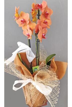 Turuncu Orkide - Phalaenopsis Surf Song Hediye Ambalajında Image 0