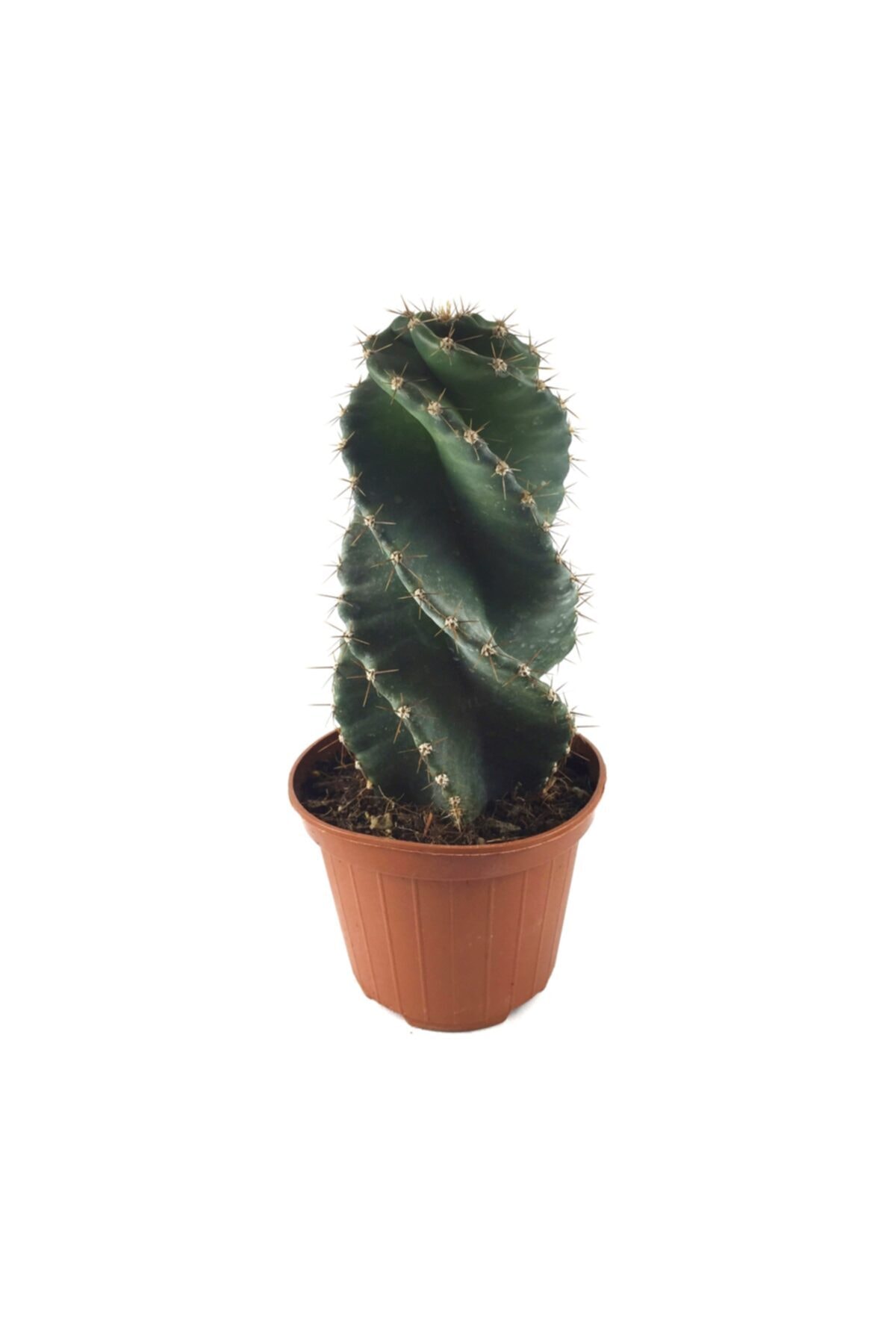 Betonish Cereus Forbesii 'spiralis' - Kaktüs