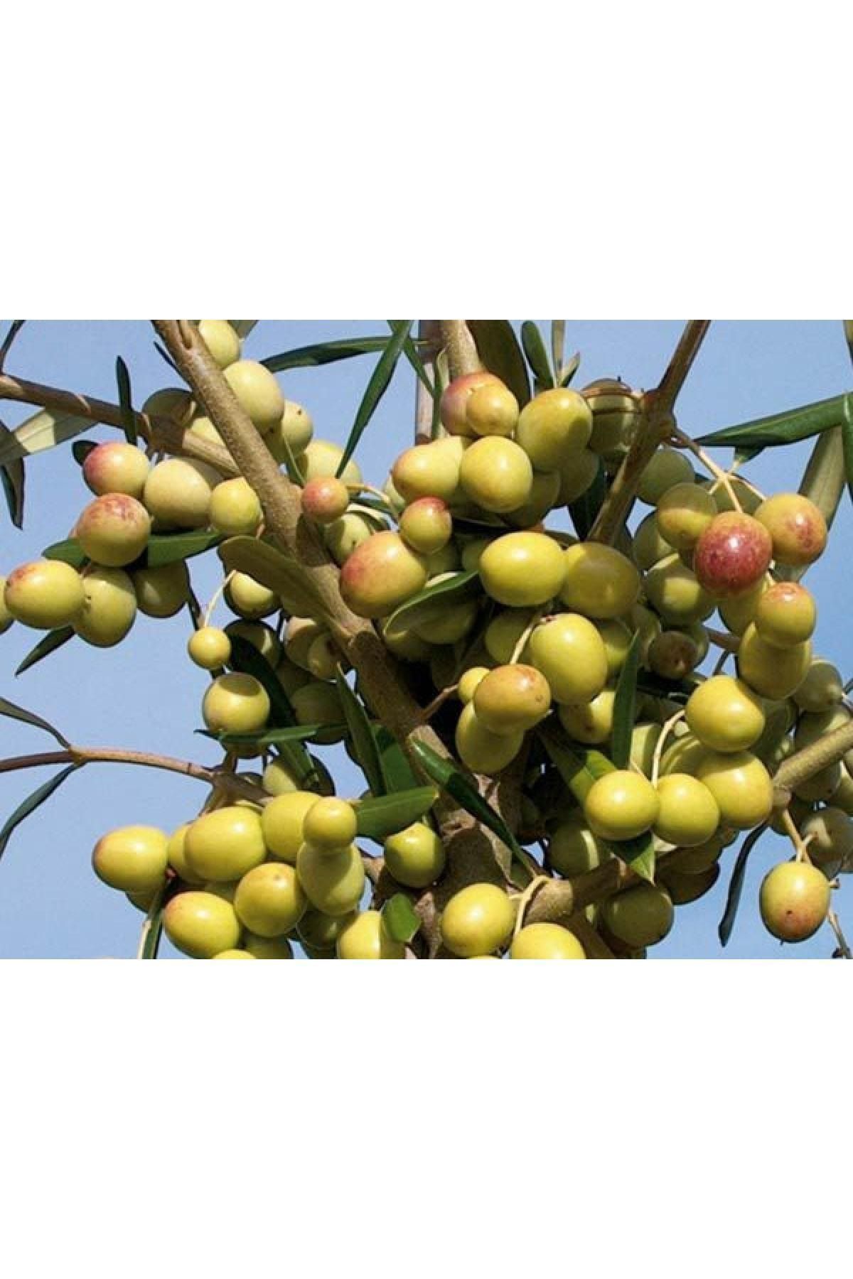 çilekdiyarii 1 Adet ( Arbosana ) Zeytin Fidanı 1,5 Yaş Tüplüdür