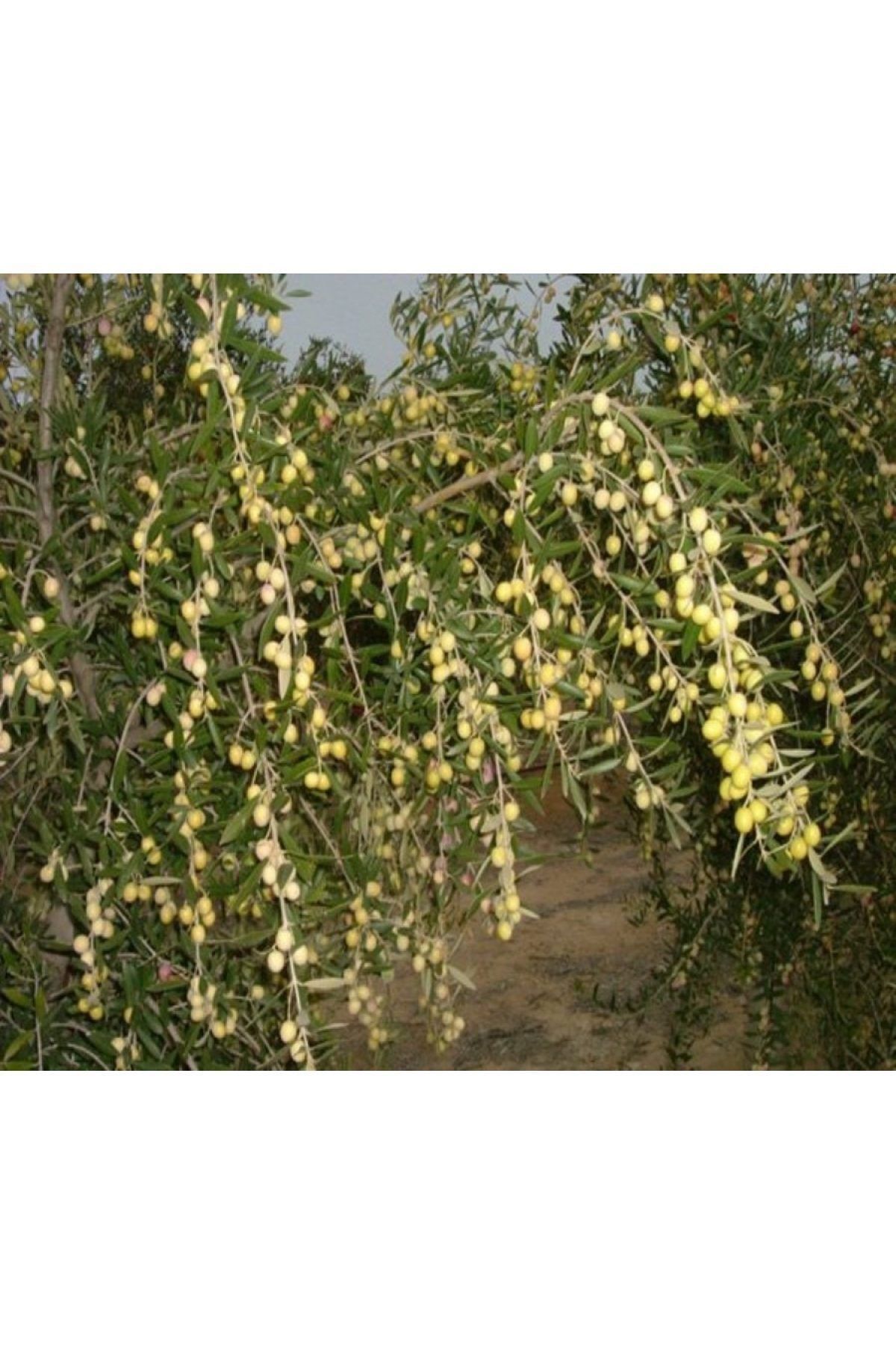 çilekdiyarii 1 Adet ( Arbegunia ) Zeytin Fidanı 1.5 Yaş Tüplüdür