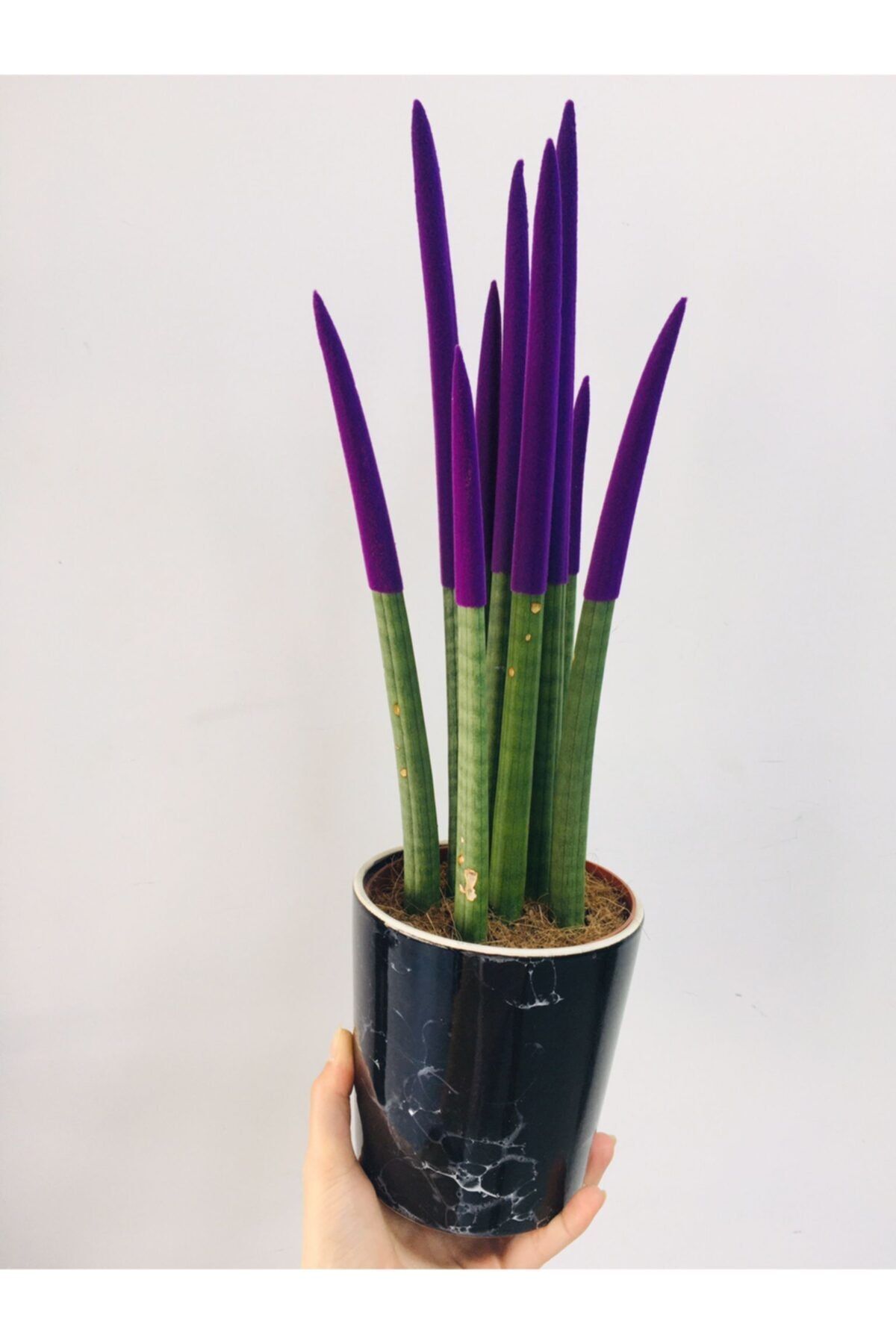 bikaktüsdünyasi Sansevieria