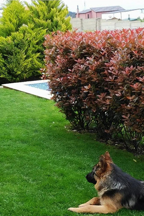 10kg Çim Coşturan Gübre Amonyum Sülfat Şeker Gübresi Meyve Sebze Bitki Gübre Çiçek Gübresi Image 0