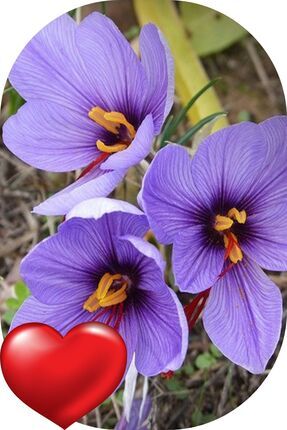 10 Adet Safranbolu Gerçek Safran Çiçeği Soğanı Crocus Sativus Image 0
