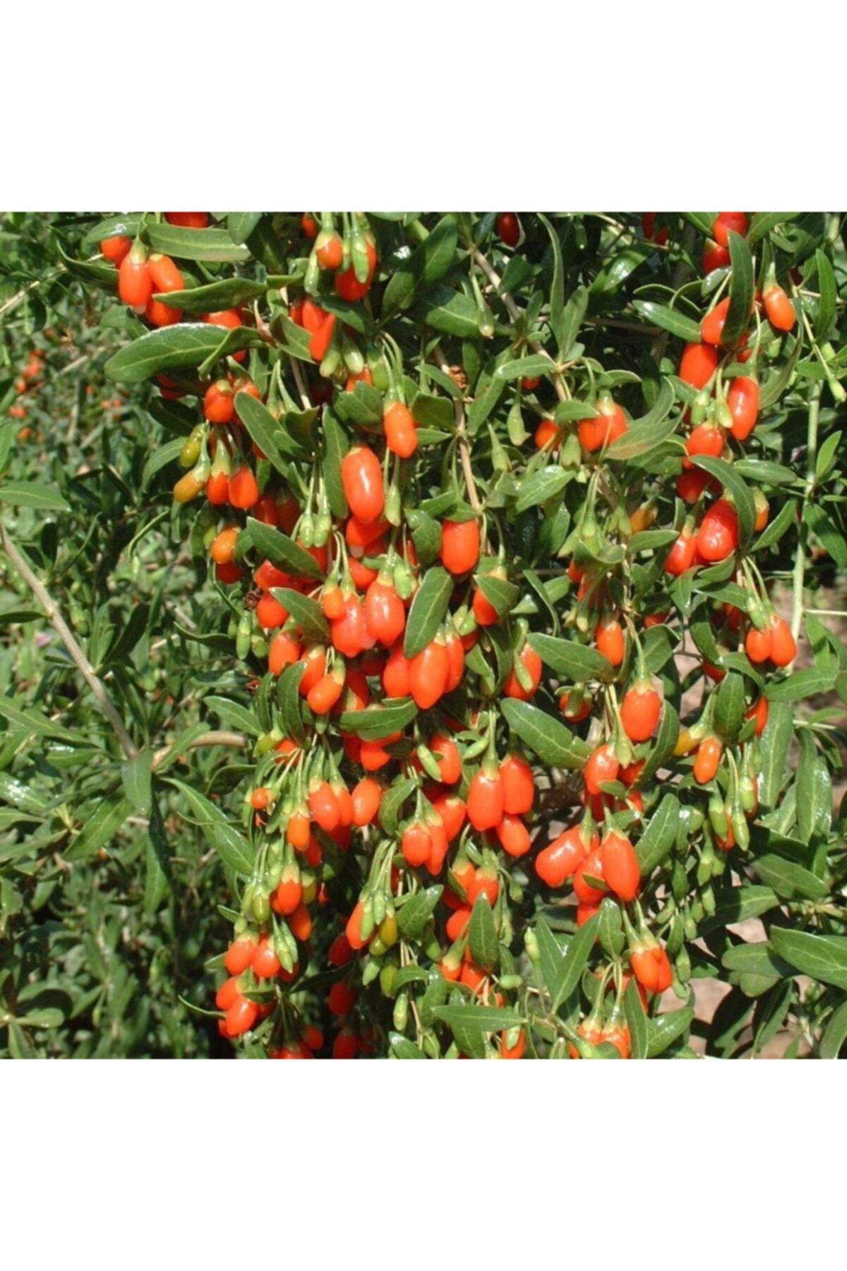 tohumbul tuplu goji berry kirmizi kurt uzumu fidani fiyati yorumlari trendyol