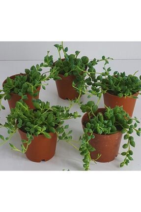 Tesbih Çiçeği Boncuk Sukulent 5 Adet 5,5 Cm.lik Saksıda 'çiçek Açan Cins' Image 0