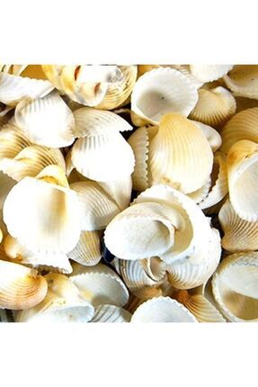 Deniz Kabuğu 100gr Karışık Deniz Kabukları Dekoratif Vazo Akvaryum Süsleme Teraryum Deniz Kabukları Image 0