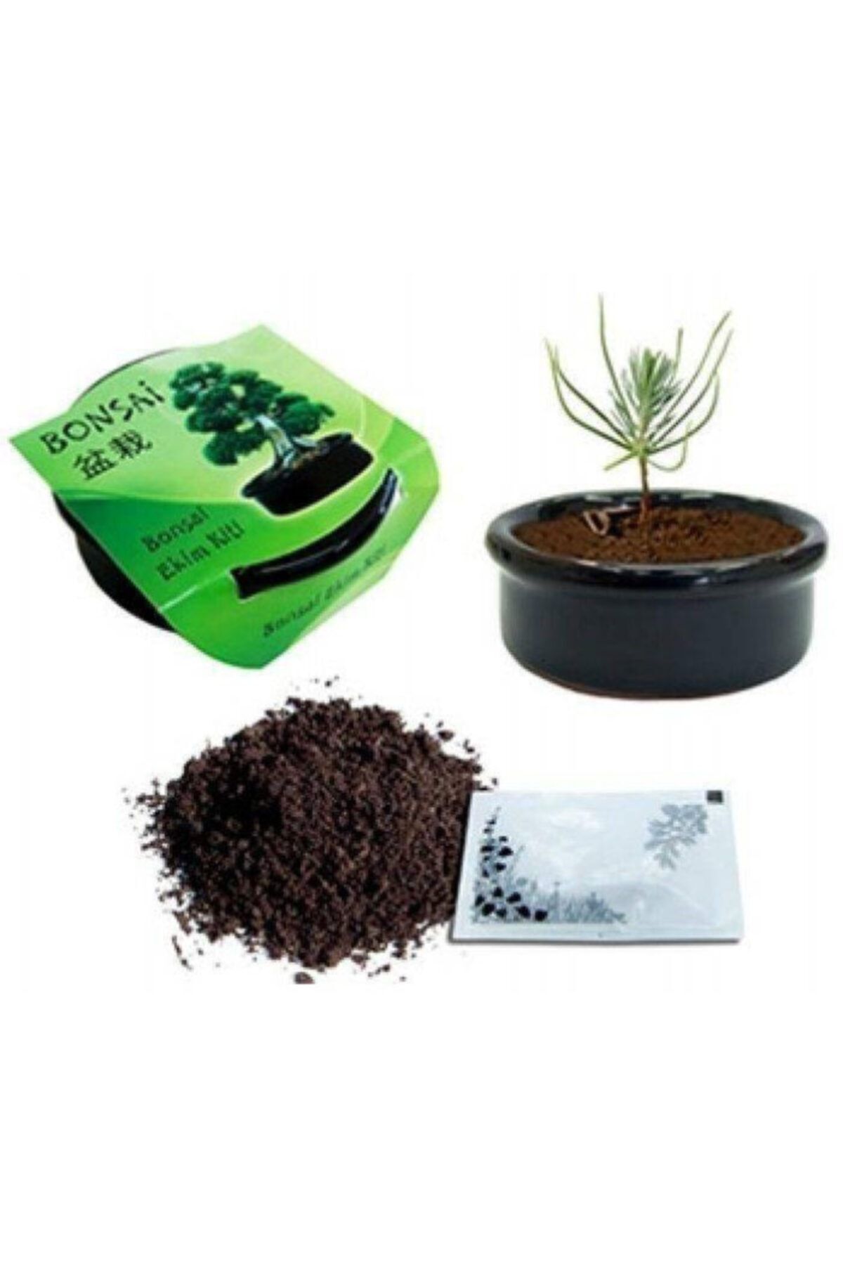 Çokuygunuz Bonsai Karaçam Ekim Minyatür Mini Ağaç Saksı