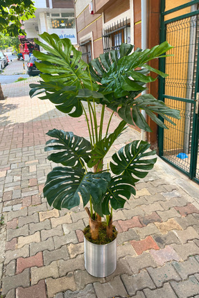 Monstera Yapay Ağaç 170 Cm Image 0