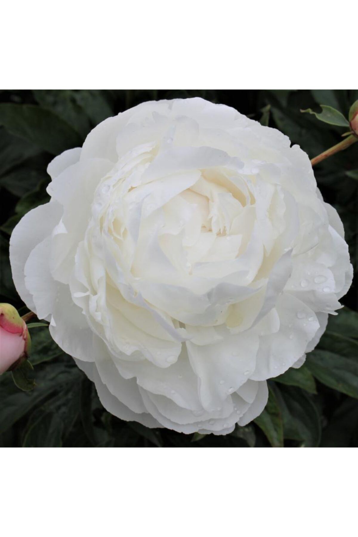 fidanistanbul Paeonia Lactiflora Gardenia Beyaz Katmerli Şakayık İthal  Saksıda