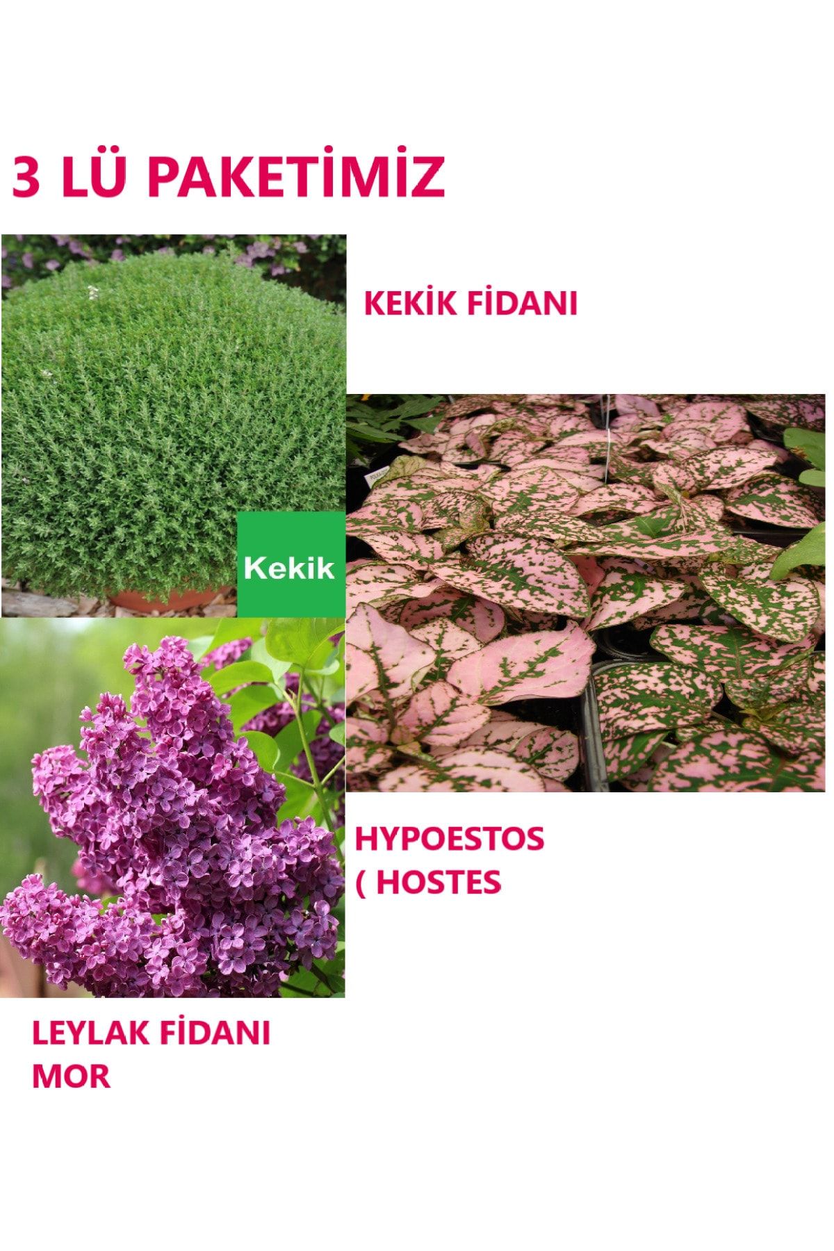 Ucuzluk Diyarı 1 Adet Kekik + 1 Adet Leylak + 1 Adet Hypoestes Fidanı Tüplüdür