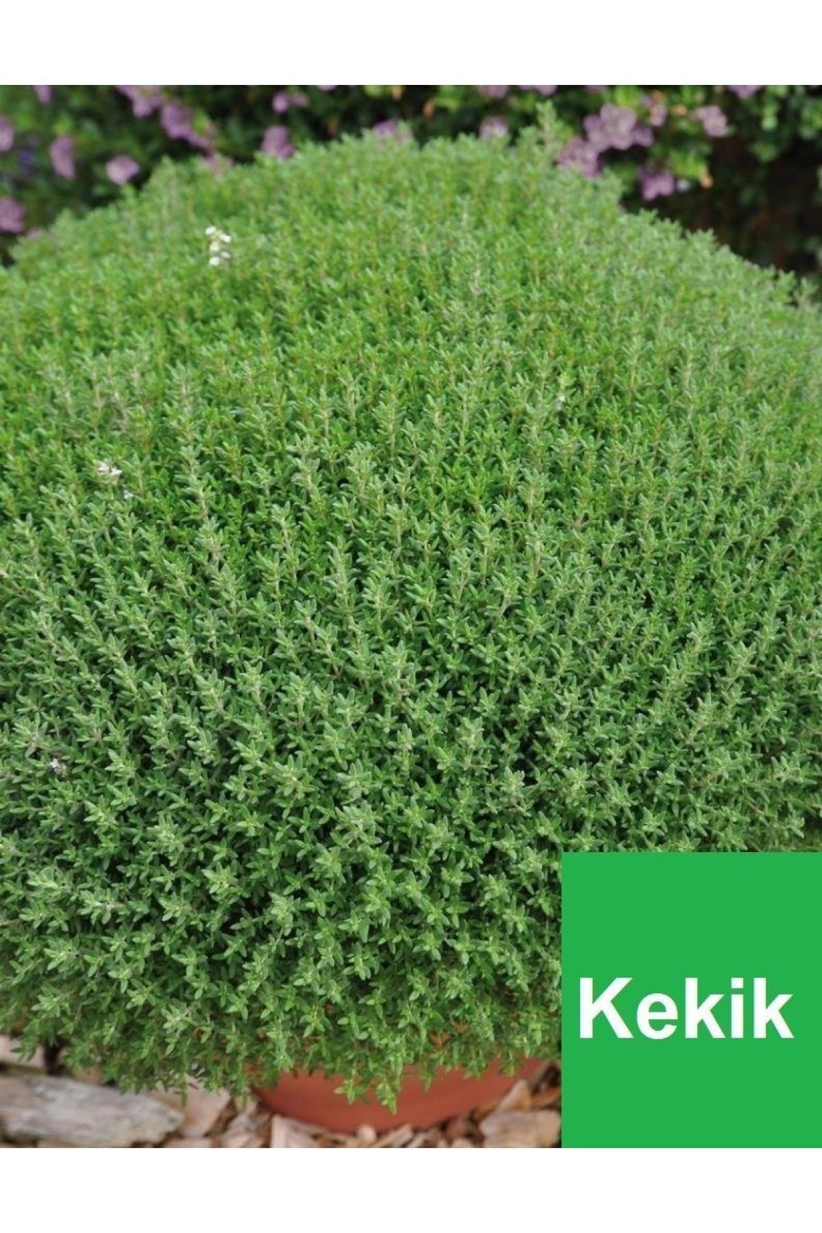 Ucuzluk Diyarı 5 Adet ( Kekik ) Fidanı Saksıda Ve Kokuludur