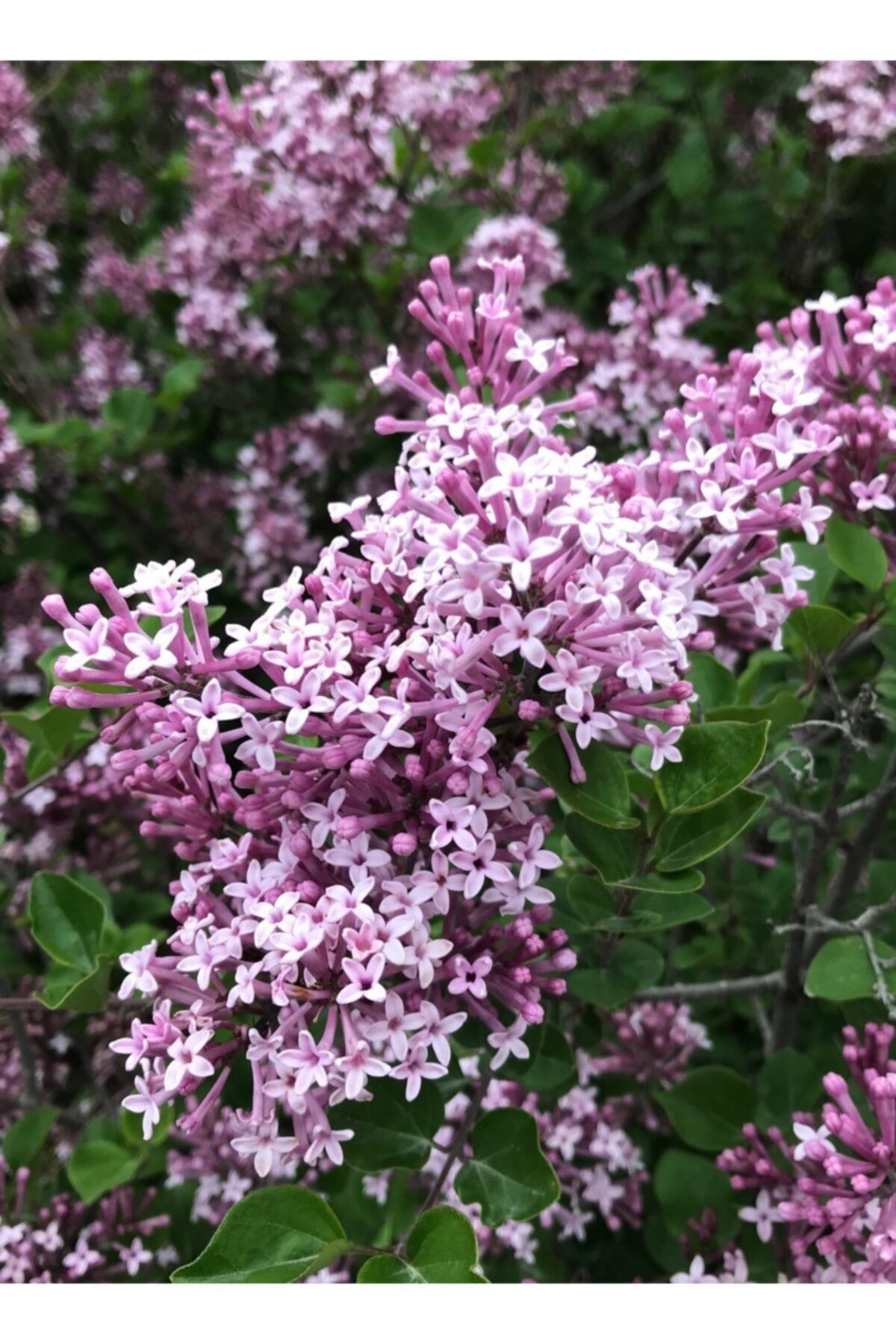 fidanistanbul Syringa Meyeri Palibin Lila Leylak Fidanı, 60-80 Cm, Saksıda