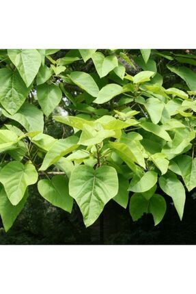Pavlonya Fidanı [paulownia] 20 Cm Image 0